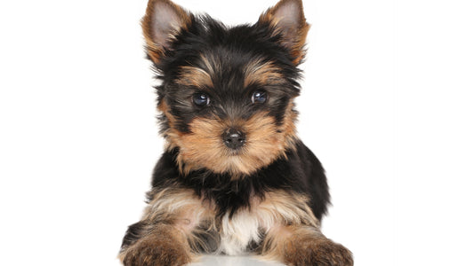 The Yorkshire Terrier: A Comprehensive Guide