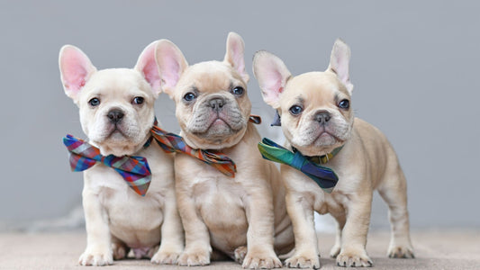 The French Bulldog: a complete guide