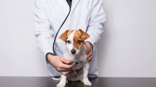 Mysterious Respiratory Illness Affecting Dogs Across the U.S.