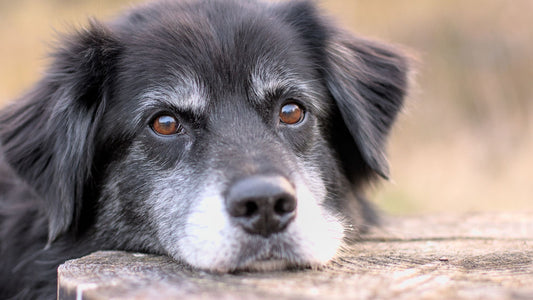 What You Need to Know When Adopting an Adult Dog