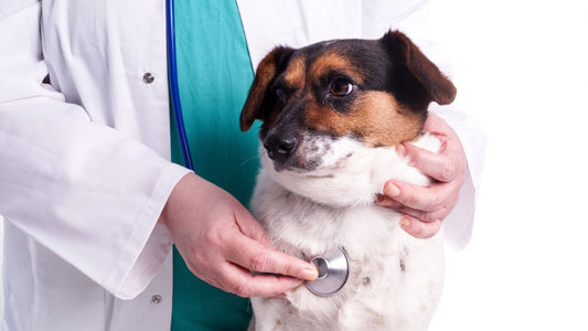 Better preventive care and treatment for common health concerns for small dogs