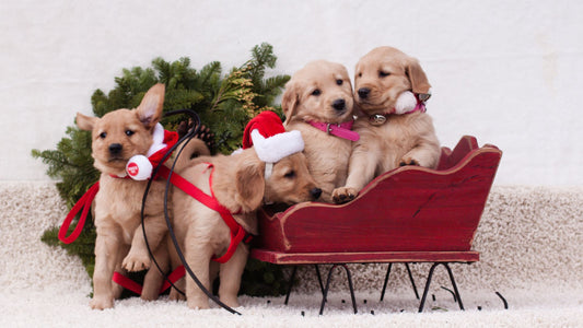 A Puppy as a Christmas present: pros and cons